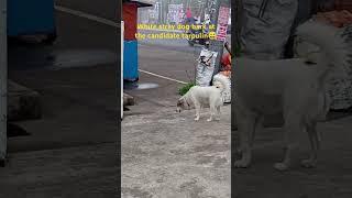 WHITE STRAY DOG BARKS AT TARPULIN OF CANDIDATES #kmjs #viralvideo #trendingvideo #paws #thedoodoo