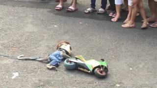 Walking street monkey show, Surabaya. Animal abuse or cultural show?