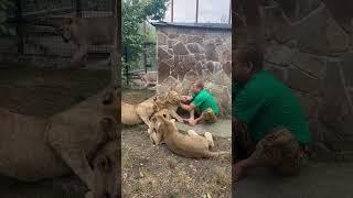 Львица Асада РАСКИДАЛА весь золотой прайд от Олега Зубкова!