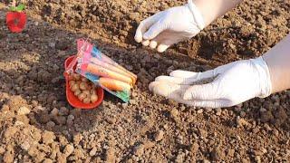 Why it is good to sow carrots in the fall and how to maintain the plantation during the winter