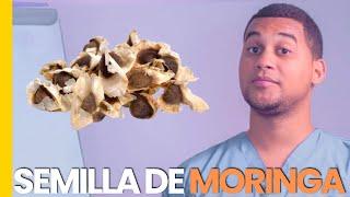 SEMILLA DE MORINGA PARA QUE SIRVE | 3 COSAS