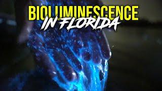 Insane Florida Bioluminescence | Best Bioluminescence Footage