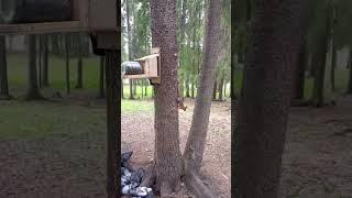 720p Видео от Александр Сторожко Смешные Видео 25