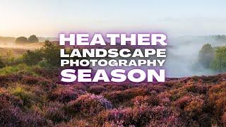 Heather is beautiful, but a Difficult Subject for Landscape Photography. OM-1 MKII