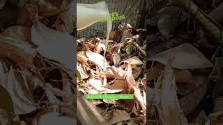 Home Composting: The Complete Guide to Composting at Home