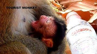 Need milk urgent fresh newborn monkey look weak cos no milk, Just first time give birth so no milk