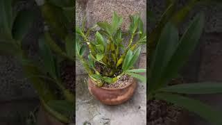 How amazing to grow orchids propagate plant fast and easy #2928