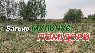 Процес МУЛЬЧУВАННЯ помідорів зеленою травою/Вирощування помідорів на півночі України