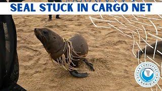 Seal Stuck in Cargo Net