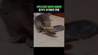 갑작스러운 냥냥펀치 때문에 공기가 무거워진 이유