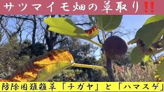 サツマイモ畑の難防除雑草「チガヤ」と「ハマスゲ」の取除き作業