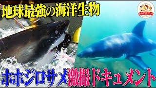 【危険生物シリーズ】地球最強の海洋生物ホホジロザメ、激撮ドキュメント！アフリカの海で繰り広げられる死闘とサメが守る大自然のメカニズムとは!?【どうぶつ奇想天外／WAKUWAKU】