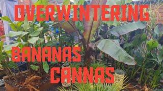 OVERWINTERING BANANAS & CANNAS, CHEAP & EASY