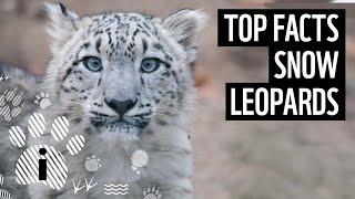 Top 10 Snow Leopard Facts | Animal Fun Facts | WWF