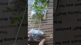 Moringa Plants for sale #moringa #moringaplant #moringatree #moringaseeds #plants #garden #seeds