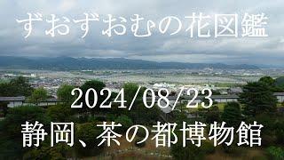 静岡、茶の都博物館