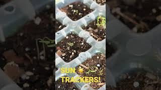 SHOCKING how much plants move!! (8hr Time-lapse)