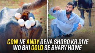 • Cow Ne Andy Dena Shoro Kr Diye Wo Bhi Gold Se Bhary Howe