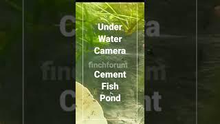 Fish pond Under water Camera