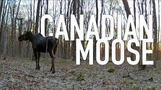 Moose of Ontario - Trail Cam Compilation