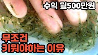 웅덩이 하나파서 월500버는 꿀팁. 물생활제테크(생이새우 연못 비용, 운영노하우 by오쿠아 수족관 연못)