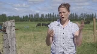 Beef North - Land Clearing in Northern Ontario