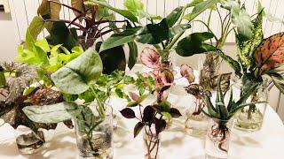 Growing Houseplants In Water Culture