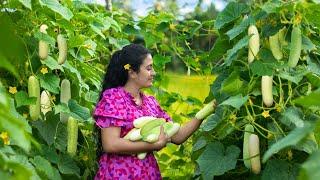 Who will disfavour cucumber!!if made in all sweet,spicy & milky ways.|Poorna - The nature girl|