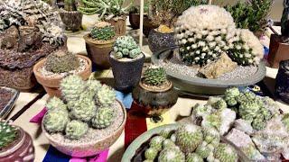 Intercity Cactus and Succulent Show Tour 2021