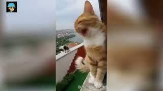 Кумедні тваринки :) Смешные животные :) funny animals #4