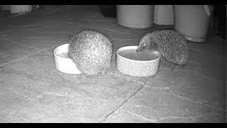 Hedgehogs At Lunch
