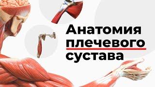 Анатомия плечевого сустава