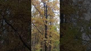 Новочеркасск.Осень В Роще