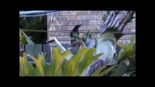 A Magnificent Currawong & a Butcher Bird Song.