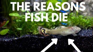 Common Fish Diseases: How to Prevent and Cure Illness in Aquariums