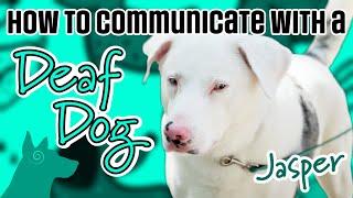 How to communicate with a deaf dog | Meet Jasper!