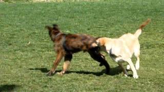 Our dog Cooper @ Big Sky Dog Park - 09/25/11