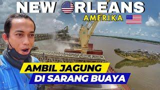 PENAMPAKAN BUAYA SUNGAI MISSISSIPPI‼️SARANG BUAYA TERNYATA, MUATAN JAGUNG|| PELAUT INDONESIA