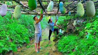 Harvest super fragrant pumpkin. Store enough to eat for 1 year. Help the neighbor roof - Forest life