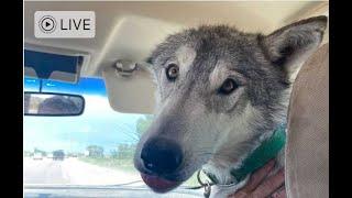 Wolfdog Off Leash and Loose Leash Training on Nice Afternoon