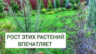 РОСТ ЭТИХ РАСТЕНИЙ ВПЕЧАТЛЯЕТ. 29.09.2024г. БЕЛАРУСЬ, ГОМЕЛЬСКАЯ ОБЛАСТЬ