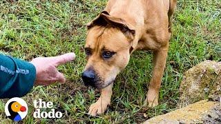 Couple Spends A Year Trying To Rescue A Stray Dog...Then This Happens | The Dodo Faith = Restored