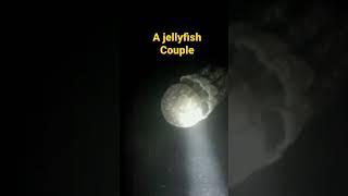 A jellyfish Couple