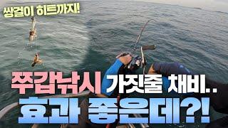 쭈갑낚시에서 가짓줄 채비를 쓰는 이유! 보여드릴게요