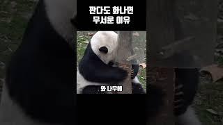 판다도 화나면 무서운 이유