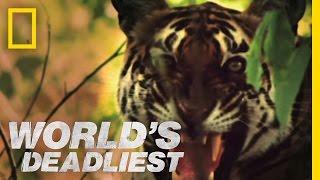 Tiger vs. Monkeys | World's Deadliest