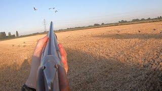 Goose hunting - 17 birds on the wheat