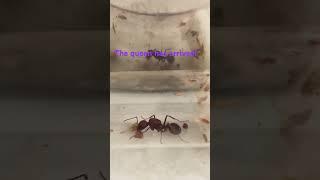 The Ant Queen has arrived #antkeeper #ants #firsttimers #teamnativeants #dadandme@AntsCanada
