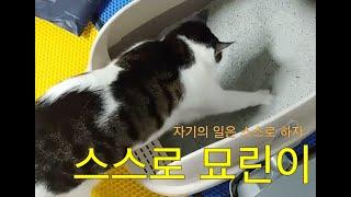 Sancho 집고양이 5년차! 아 모래 파티 후 정리는 스스로 한다