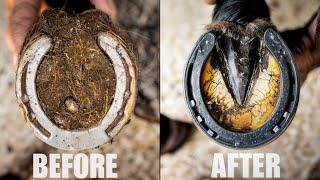 Satisfying Horse Hoof Restoration | 4K FARRIER ASMR